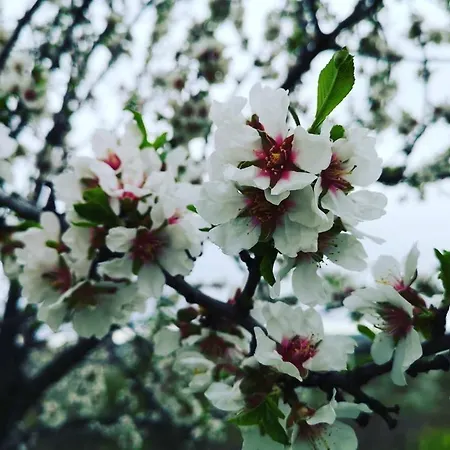 Finca Los Almendros De La Dehesa *